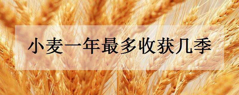 小麦一年最多收获几季 小麦什么时候收获最佳