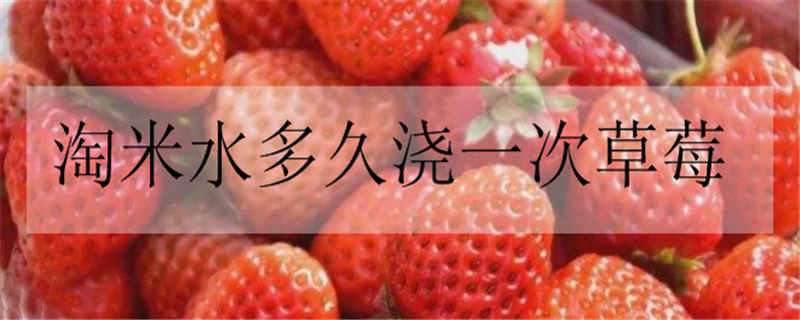 淘米水多久浇一次草莓 淘米水多久浇一次草莓苗