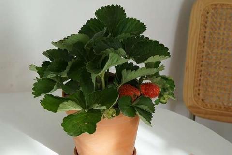 草莓的盆栽养殖方法 草莓盆栽养殖方法和注意事项
