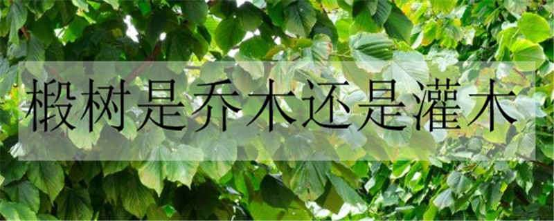 椴树是乔木还是灌木 椴树是乔木吗
