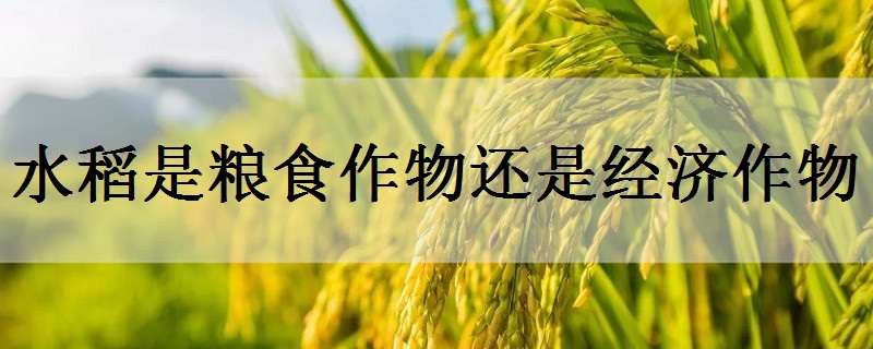 水稻是粮食作物还是经济作物 稻米是粮食作物还是经济作物