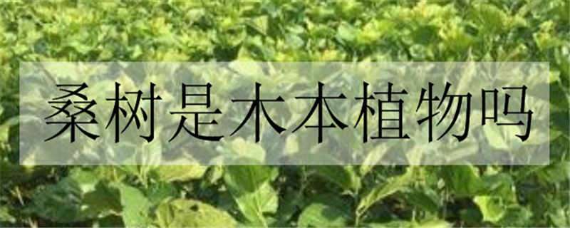 桑树是木本植物吗 桑树是木本植物吗为什么