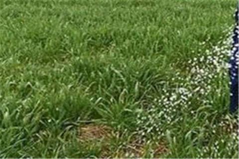 一盆花放几粒复合肥（一盆花放几粒复合肥多久放一次好）