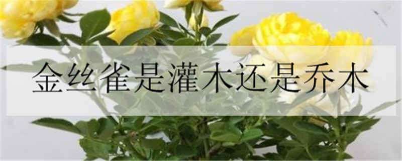 金丝雀是灌木还是乔木 金丝雀是灌木还是乔木图片