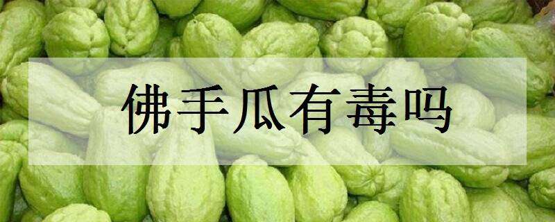 佛手瓜有毒吗 佛手瓜有毒吗知乎