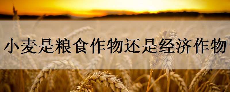 小麦是粮食作物还是经济作物（小麦属于经济作物还是粮食作物）