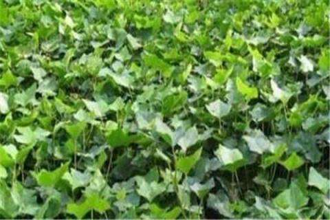 常春藤怎么养才能更茂盛（常春藤怎么养才能更茂盛一些）