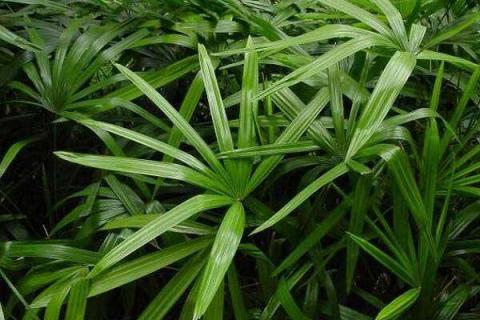 观音竹施肥方法及注意事项 春季棕竹怎么施肥