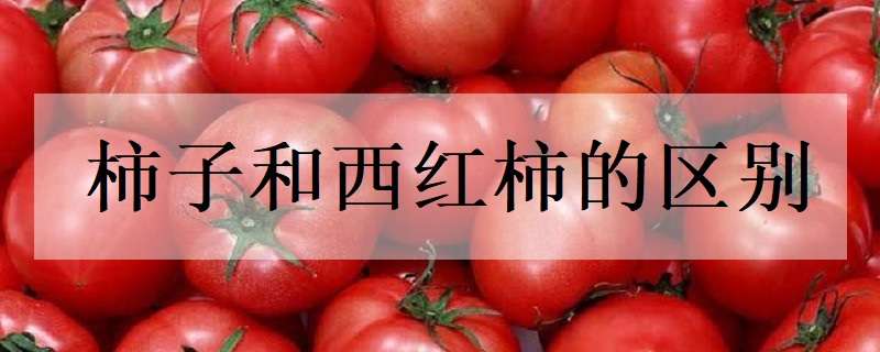 柿子和西红柿的区别 草莓柿子和西红柿的区别