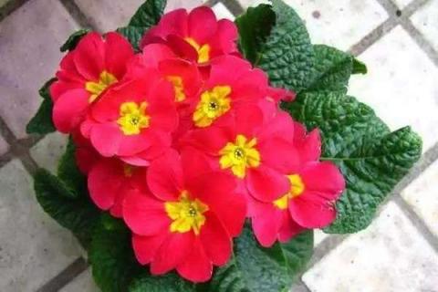 冬天养花易爆盆的五种花 冬天养花易爆盆的五种花卉