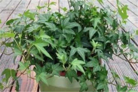 常春藤怎么养才能爆盆 常春藤怎么养才能爆盆视频