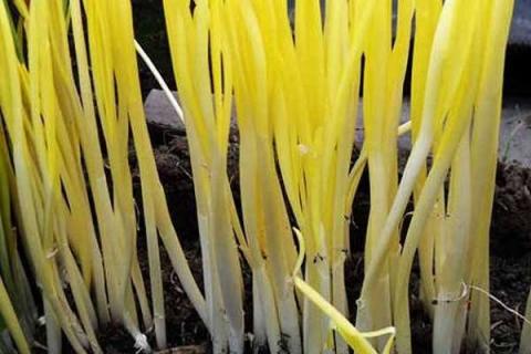 韭黄是怎么种出来的 种植技巧有哪些