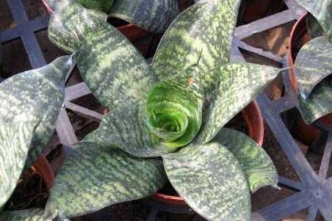 虎尾兰用深盆还是浅盆 虎尾兰用深盆还是浅盆好看