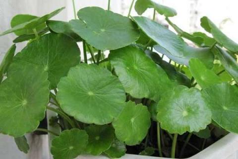 铜钱草什么季节施肥最好