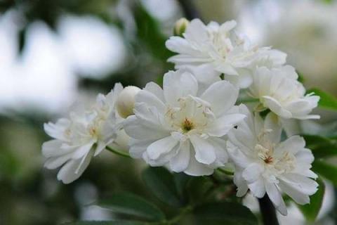 木香花的缺点有哪些（木香花 缺点）