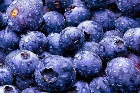 蓝莓怎么洗蓝莓怎么洗 蓝莓怎么洗才干净?