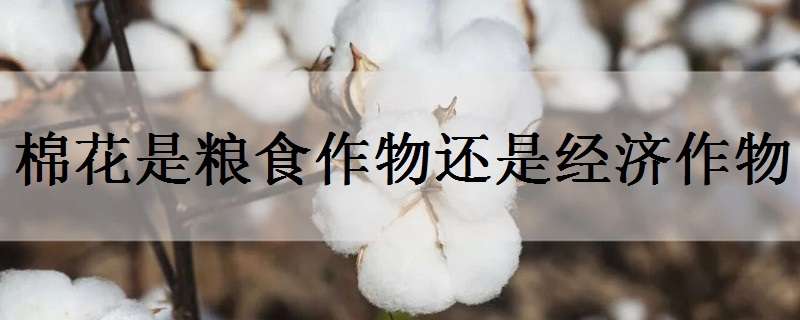 棉花是粮食作物还是经济作物（粮食芝麻棉花哪些是经济作物）