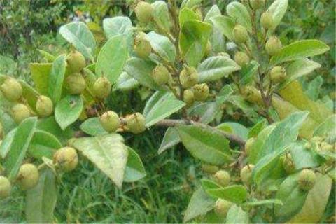 蚊母树能养家里吗 中华蚊母适合室内养殖吗