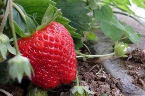 盆栽草莓怎么浇水 盆栽草莓怎么浇水施肥视频