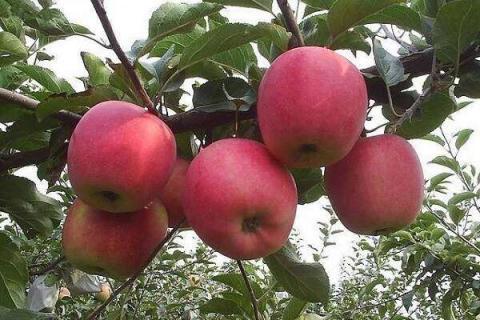 秦冠苹果的营养价值及营养成分 秦冠苹果好不好吃