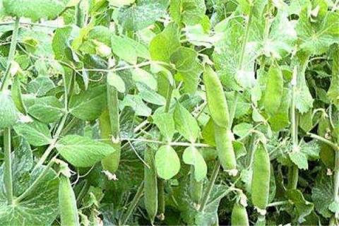 豌豆种植最佳时间和方法及注意事项 豌豆种植时间和技术