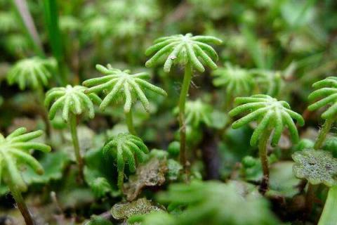苔藓最快繁殖方法 苔藓最快繁殖方法百科