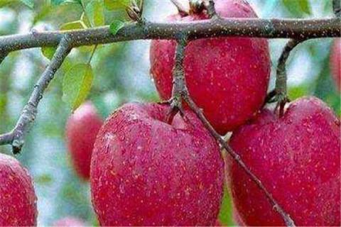 苹果籽能种成苹果树吗 