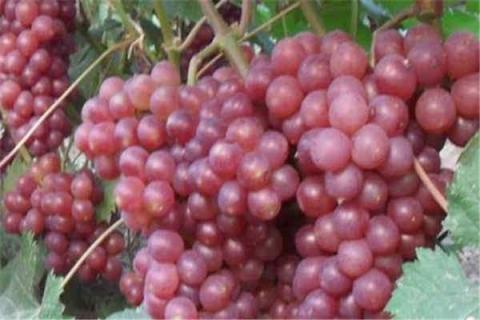 排名前四的葡萄品种