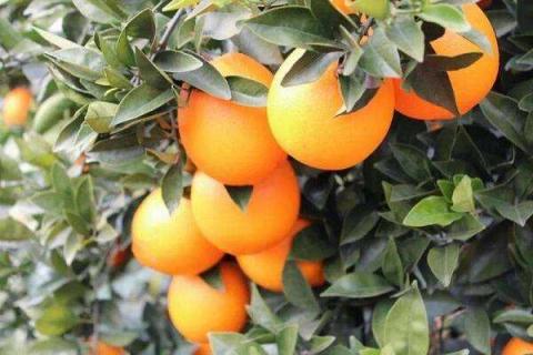 脐橙的营养价值及营养成分 脐橙的营养价值和药用价值
