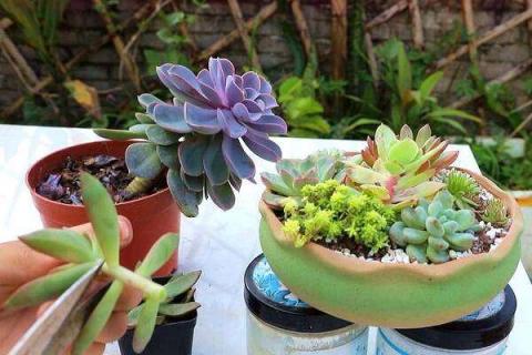 多肉长高怎么修剪 多肉长高怎么修剪视频