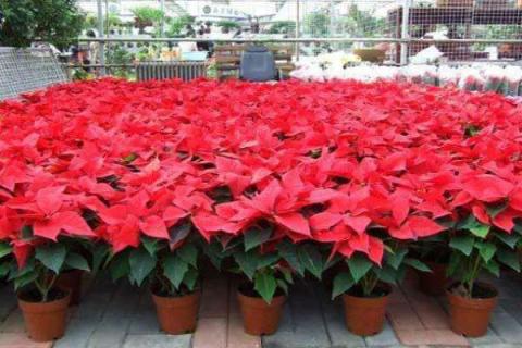 一品红花期是什么时候 一品红花期调控方法