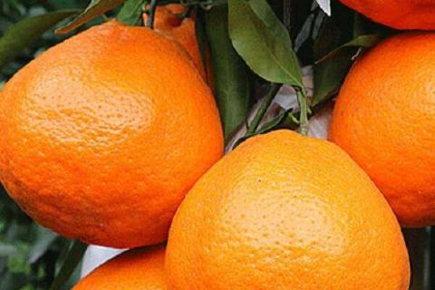 丑橘和粑粑柑哪个好吃（丑橘和粑粑柑哪个好吃些）