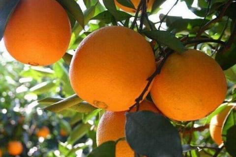 冰糖橙的营养价值及营养成分 冰糖橙的营养价值和功效