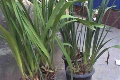 大花蕙兰开过花的老株还会开花吗 蕙兰开过花的老株还留吗