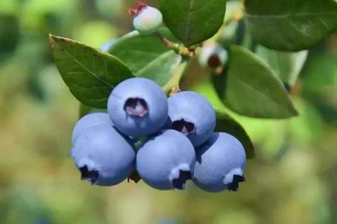 女人吃蓝莓的禁忌 女人吃蓝莓的禁忌食用注意事项