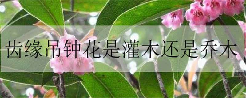 齿缘吊钟花是灌木还是乔木