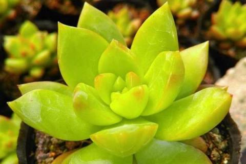 多肉长气根是什么原因（多肉长气根是什么原因怎么处理）