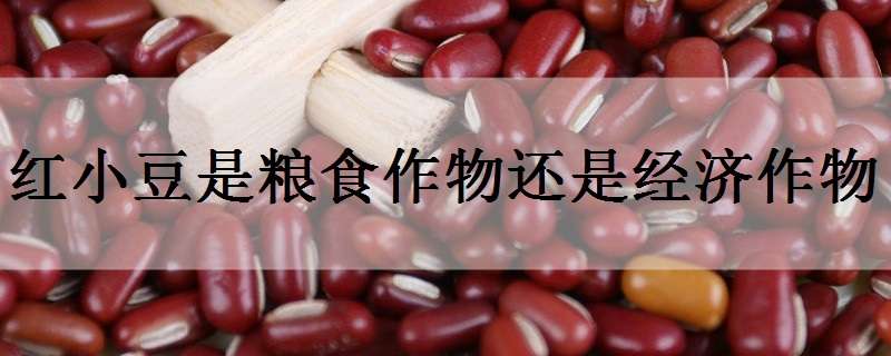红小豆是粮食作物还是经济作物（红小豆是粮食作物还是经济作物呢）