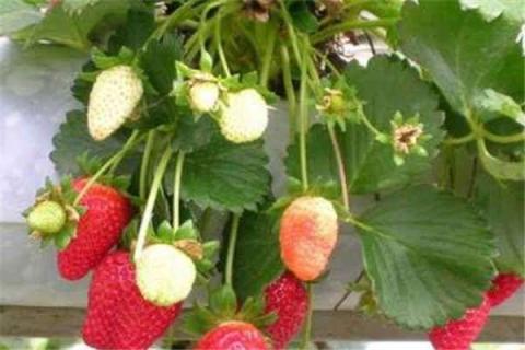 阳台草莓盆栽栽培技巧是什么 阳台盆栽草莓怎么养