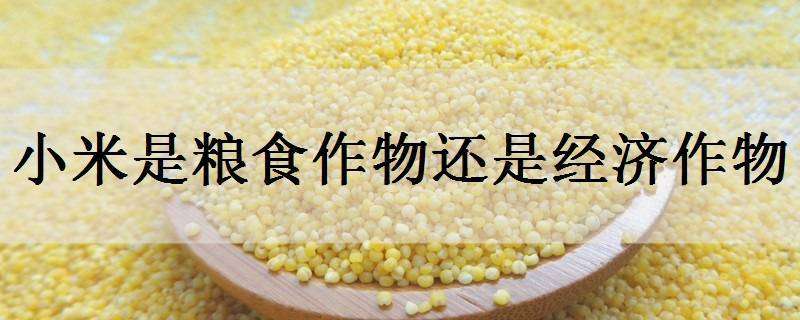 小米是粮食作物还是经济作物（小米属于什么类型的粮食）