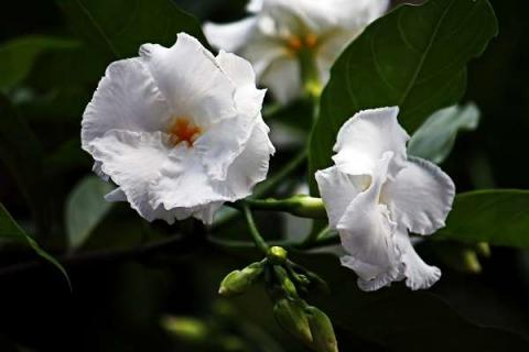 狗牙花掉花苞的原因有哪些 狗牙花掉花苞的原因有哪些呢
