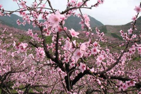 春天桃树剪枝怎么剪都需要剪哪里 春天桃树如何剪枝