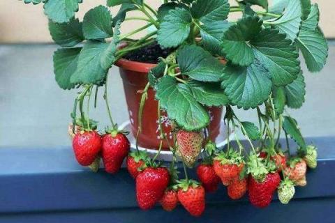 阳台盆栽草莓怎么养怎么浇水（阳台种草莓怎么浇水）