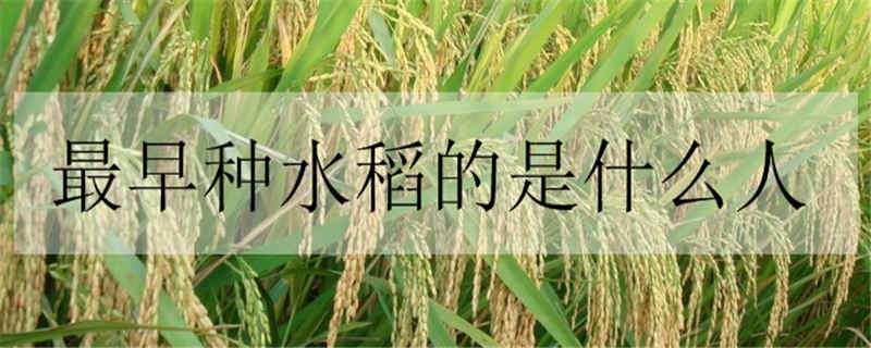 最早种水稻的是什么人 我国最早种植水稻的是什么原始人