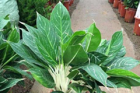 白雪公主万年青什么季节施肥最好（万年青几月份换土）