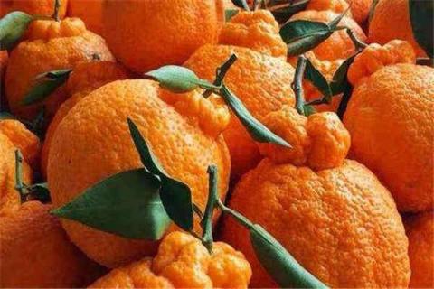 丑橘几月份最好吃