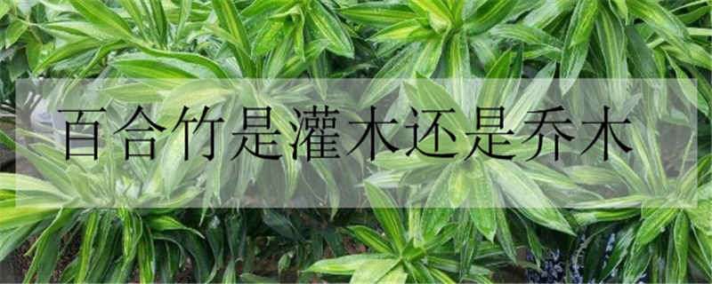 百合竹是灌木还是乔木 跟百合竹像的植物