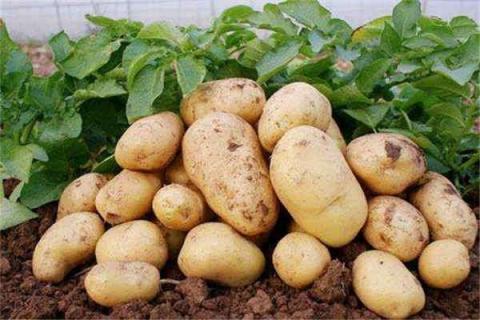 种土豆个大的秘诀 种土豆用什么肥料