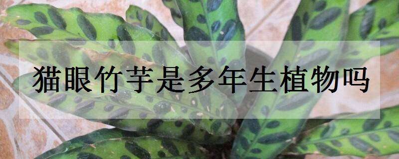 猫眼竹芋是多年生植物吗