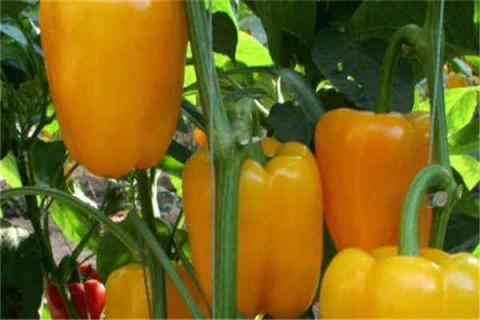 甜椒种植最佳时间和方法及注意事项